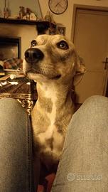 Casa per Cannella, cagnolina dolcissima