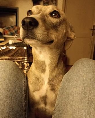 Casa per Cannella, cagnolina dolcissima