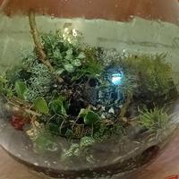 terrario di succulente 