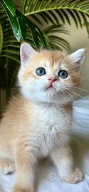 Gattina Scottish Fold Golden ny 12 allevamento