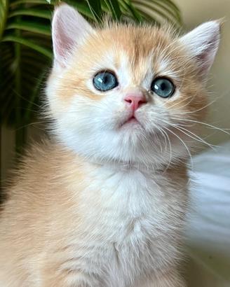 Gattina Scottish Fold Golden ny 12 allevamento