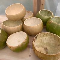 Semi di zucca tamburo