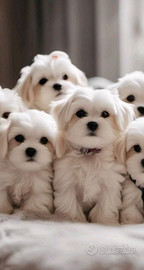 Cuccioli maltese