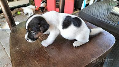 Jack Russell