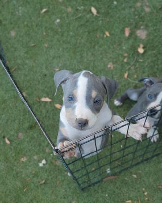 Pitbull tricolor