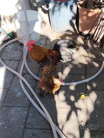 Galline pulcini