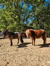 Coppia mini pony shetland