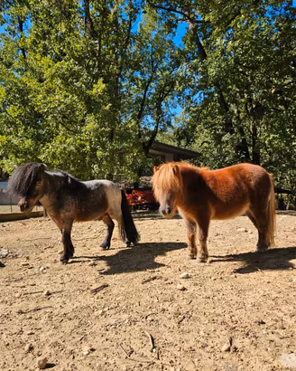 Coppia mini pony shetland