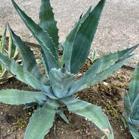Piante di agave