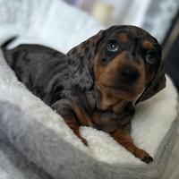 Cuccioli di bassotti merle maschi femmine