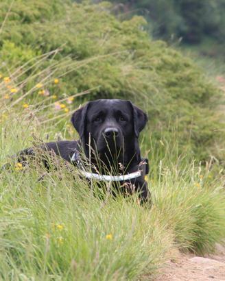Labrador per accoppiamento