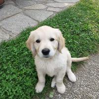 Cuccioli Labrador