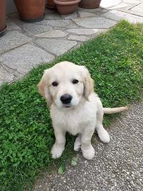 Cuccioli Labrador
