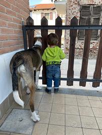 Una seconda possibilità per un cane speciale