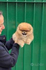 Maschio fulvo Linde americane