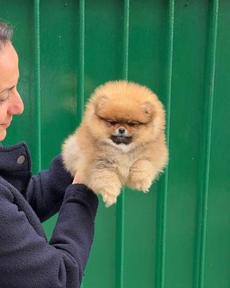 Maschio fulvo Linde americane