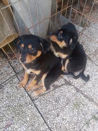 Cuccioli mix beglee