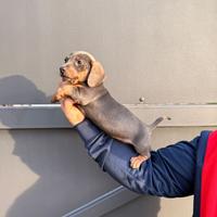 Cuccioli di bassotto color blu