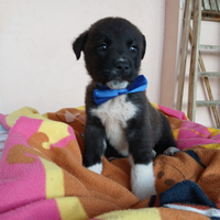 Cucciolo in adozione