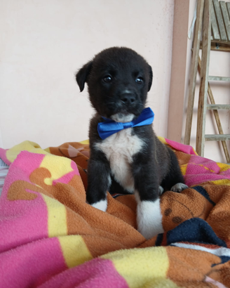 Cucciolo in adozione