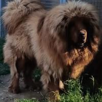 Mastino Tibetano