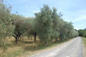 Terreno di 3300 m² a Vairano Patenora