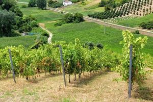 Vigneti Bio - Un paio d'ettari