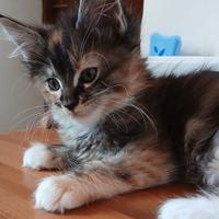 Femminucce Maine coon