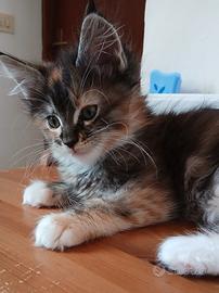Femminucce Maine coon