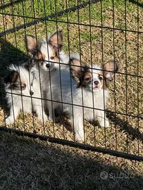 Cuccioli di papillon