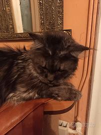 Maine Coon Smoke pedigree