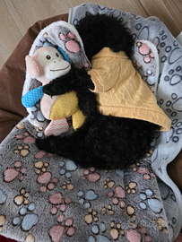 Barboncino Nano nero 3 mesi