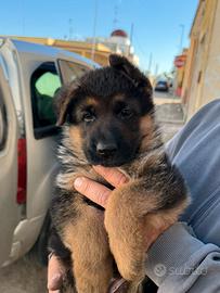 Super cuccioli alta genealogia (pedigree Rosa)