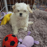 Maltese cucciola Bat