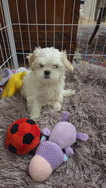 Maltese cucciola Bat