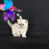 Exotic shorthair e persiani