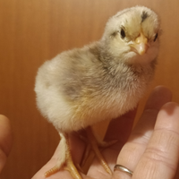 Pulcini galline ornamentali e ovaiole