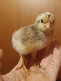 Pulcini piccole e medie galline