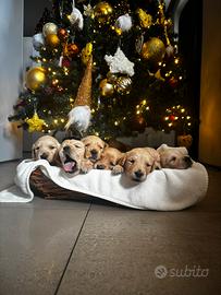 Cuccioli di golden retriever