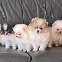 Cuccioli razza Pomerania
