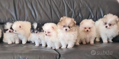 Cuccioli razza Pomerania