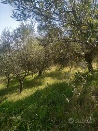 Terreni agricoli