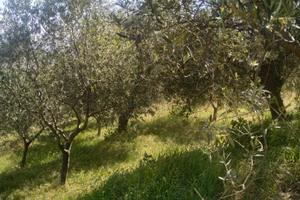 Terreni agricoli