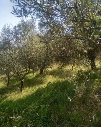 Terreni agricoli
