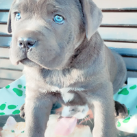 Cuccioli di cane corso grigio blue e nero