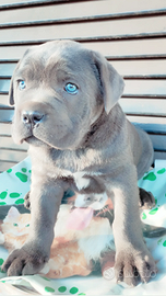 Cuccioli di cane corso grigio blue e nero