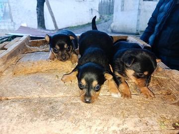 Cuccioli di Pinscher nero focato
