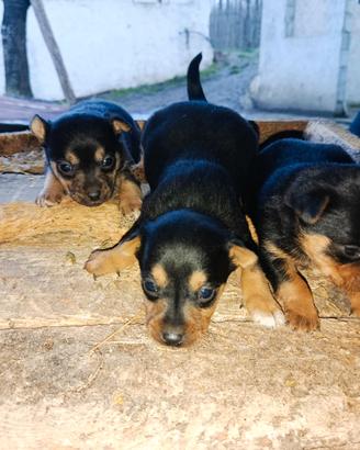 Cuccioli di Pinscher nero focato
