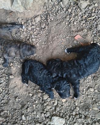 cuccioli di cane fonnese 