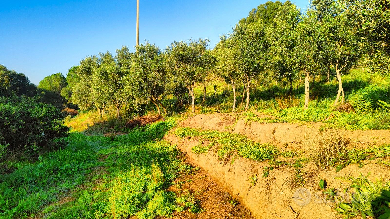 Terreno agricolo con scorcio vista mare a Palau - Vista 4